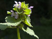 Lamium purpureum 12, Paarse dovenetel, Saxifraga-Jan van der Straaten