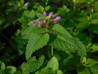 Lamium purpureum 15, Paarse dovenetel, Saxifraga-Ed Stikvoort