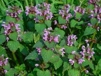 Lamium purpureum 17, Paarse dovenetel, Saxifraga-Ed Stikvoort
