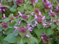 Lamium purpureum 22, Paarse dovenetel, Saxifraga-Ed Stikvoort