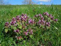 Lamium purpureum 24, Paarse dovenetel, Saxifraga-Ed Stikvoort
