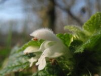 Lamium purpureum 29, Paarse dovenetel, Saxifraga-Rutger Barendse