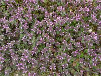 Lamium purpureum 30, Paarse dovenetel, Saxifraga-Rutger Barendse