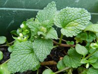 Lamium purpureum 31, Paarse dovenetel, Saxifraga-Rutger Barendse