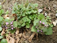 Lamium purpureum 32, Paarse dovenetel, Saxifraga-Rutger Barendse
