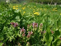 Lamium purpureum 33, Paarse dovenetel, Saxifraga-Dirk Hilbers