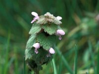 Lamium purpureum 35, Paarse dovenetel, Saxifraga-Jan van der Straaten