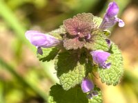 Lamium purpureum 39, Paarse dovenetel, Saxifraga-Jan van der Straaten