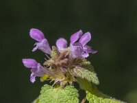 Lamium purpureum 41, Paarse dovenetel, Saxifraga-Jan van der Straaten