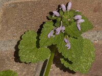 Lamium purpureum 46, Paarse dovenetel, Saxifraga-Jan van der Straaten