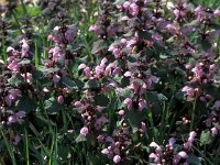 Lamium purpureum 5, Paarse dovenetel, Saxifraga-Jan van der Straaten