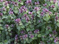 Lamium purpureum 7, Paarse dovenetel, Saxifraga-Peter Meininger