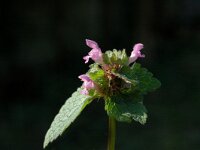 Lamium purpureum 1, Paarse dovenetel, Saxifraga-Jan van der Straaten