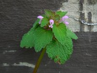 Lamium purpureum 14, Paarse dovenetel, Saxifraga-Ed Stikvoort