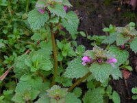 Lamium purpureum 16, Paarse dovenetel, Saxifraga-Ed Stikvoort
