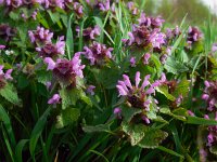 Lamium purpureum 18, Paarse dovenetel, Saxifraga-Ed Stikvoort