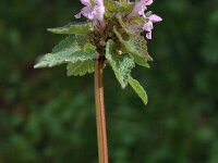 Lamium purpureum 19, Paarse dovenetel, Saxifraga-Marijke Verhagen