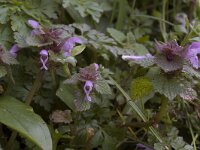 Lamium purpureum 2, Paarse dovenetel, Saxifraga-Willem van Kruijsbergen