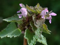 Lamium purpureum 20, Paarse dovenetel, Saxifraga-Marijke Verhagen