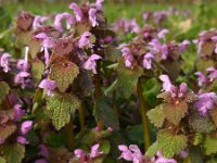 Lamium purpureum 21, Paarse dovenetel, Saxifraga-Ed Stikvoort