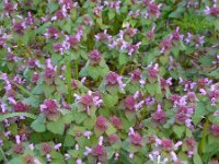 Lamium purpureum 23, Paarse dovenetel, Saxifraga-Ed Stikvoort