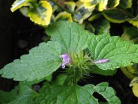 Lamium purpureum 25, Paarse dovenetel, Saxifraga-Rutger Barendse