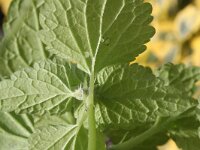 Lamium purpureum 26, Paarse dovenetel, Saxifraga-Rutger Barendse