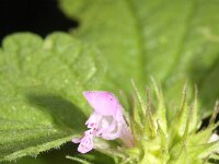 Lamium purpureum 27, Paarse dovenetel, Saxifraga-Rutger Barendse