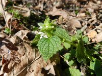 Lamium purpureum 28, Paarse dovenetel, Saxifraga-Rutger Barendse