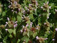 Lamium purpureum 3, Paarse dovenetel, Saxifraga-Marijke Verhagen