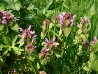Lamium purpureum 34, Paarse dovenetel, Saxifraga-Dirk Hilbers