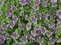 Paarse dovenetel Lamium purpureum  Glechoma hederacea; also known as  gill-over-the-ground, creeping charlie, alehoof, tunhoof, catsfoot, field balm, and run-away-robin : Glechoma hederacea, ground-ivy, gill-over-the-ground, creeping charlie, alehoof, tunhoof, catsfoot, field balm, run-away-robin, plant, plant, flower, flowers, vascular, nature, natural,flower,flowers,flowering