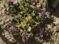 Lamium purpureum 6, Paarse dovenetel, Saxifraga-Willem van Kruijsbergen