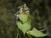 Lamium purpureum 8, Paarse dovenetel, Saxifraga-Willem van Kruijsbergen