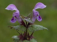 Lamium purpureum 9, Paarse dovenetel, Saxifraga-Willem van Kruijsbergen