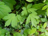 Lamprocapnos spectabilis 2, Fukuhara, Saxifraga-Rutger Barendse
