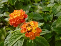Lantana camara 10, Saxifraga-Ed Stikvoort