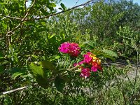 Lantana camara 12, Saxifraga-Hans Grotenhuis