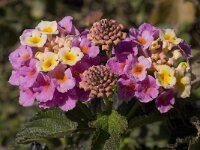 Lantana camara 3, Saxifraga-Willem van Kruijsbergen