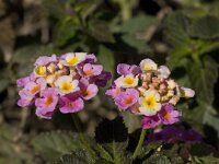 Lantana camara 4, Saxifraga-Willem van Kruijsbergen