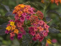 Lantana camara 7, Saxifraga-Willem van Kruijsbergen