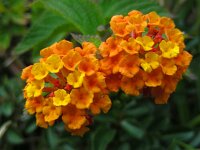 Lantana camara 8, Saxifraga-Ed Stikvoort