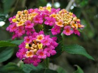 Lantana camara 9, Saxifraga-Ed Stikvoort