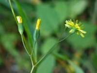 Lapsana communis 10, Akkerkool, Saxifraga-Ab H Baas