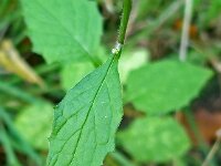 Lapsana communis 11, Akkerkool, Saxifraga-Ab H Baas