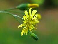Lapsana communis 14, Akkerkool, Saxifraga-Ab H Baas