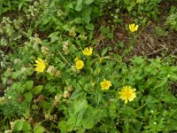 Lapsana communis 17, Akkerkool, Saxifraga-Rutger Barendse