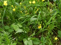 Lapsana communis 18, Akkerkool, Saxifraga-Rutger Barendse