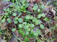 Lapsana communis 19, Akkerkool, Saxifraga-Rutger Barendse