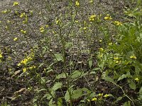 Lapsana communis 2, Akkerkool, Saxifraga-Marijke Verhagen